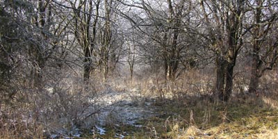 Osage Orange Forest